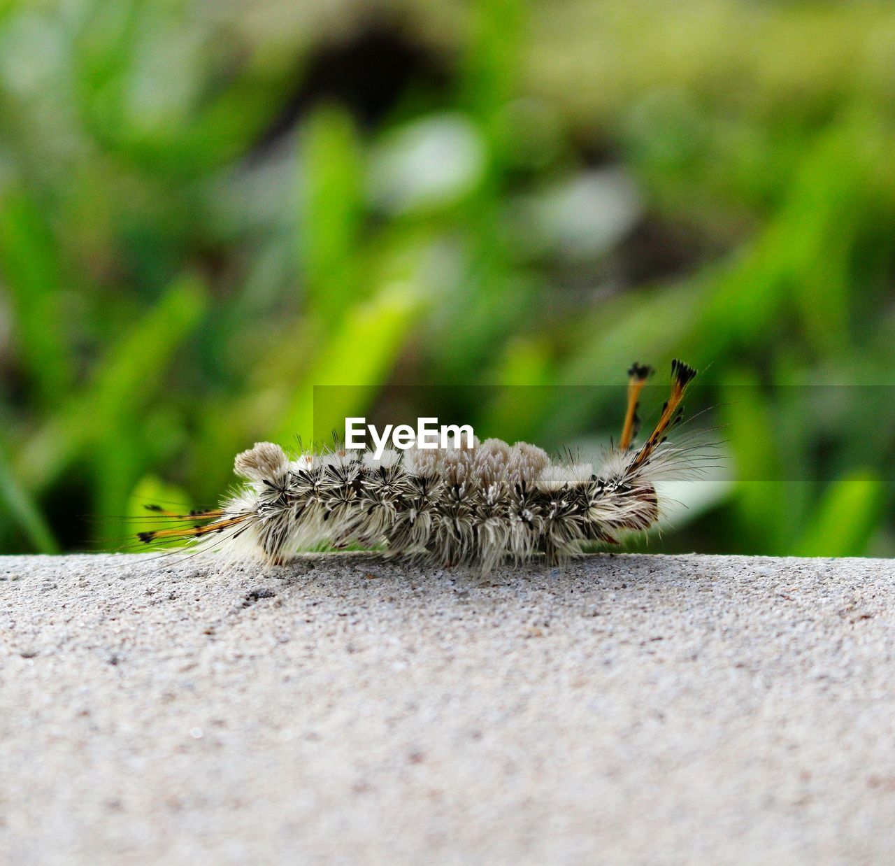 CLOSE-UP OF BEE ON WOOD
