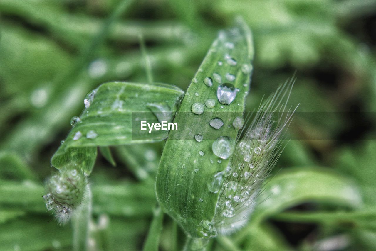 Close-up of water drops on leaf