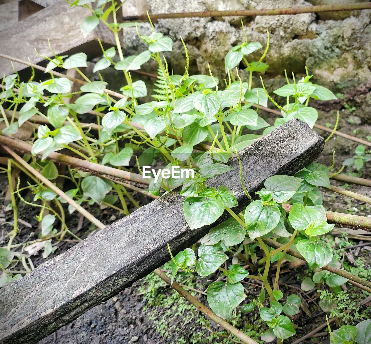 HIGH ANGLE VIEW OF LEAVES IN YARD