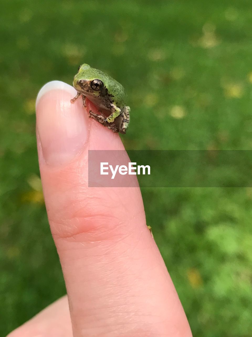 CLOSE-UP OF A HAND HOLDING SMALL LIZARD