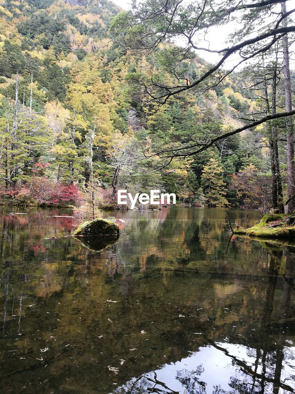 TREE BY LAKE IN FOREST