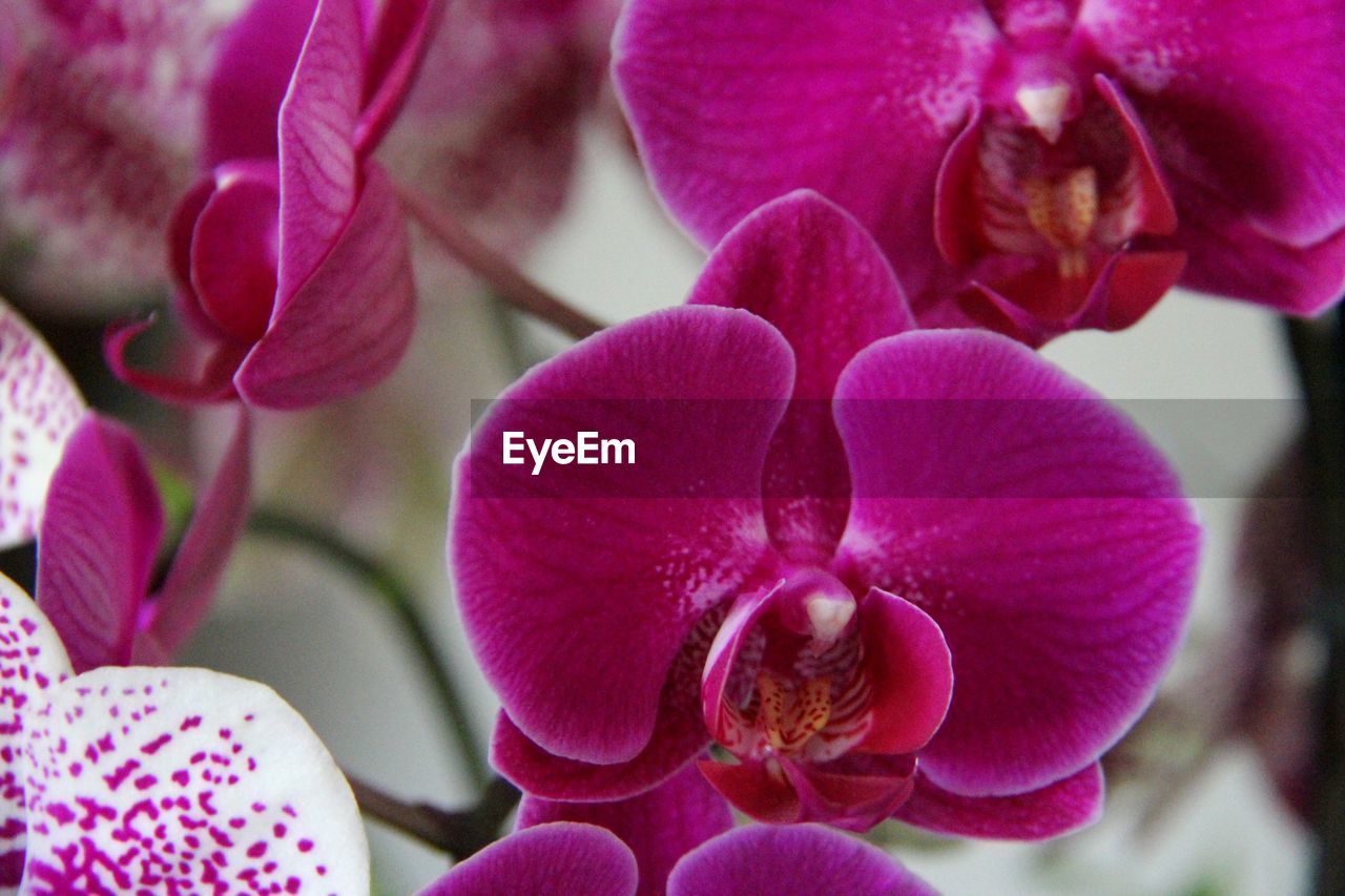 Close-up of purple orchids blooming outdoors