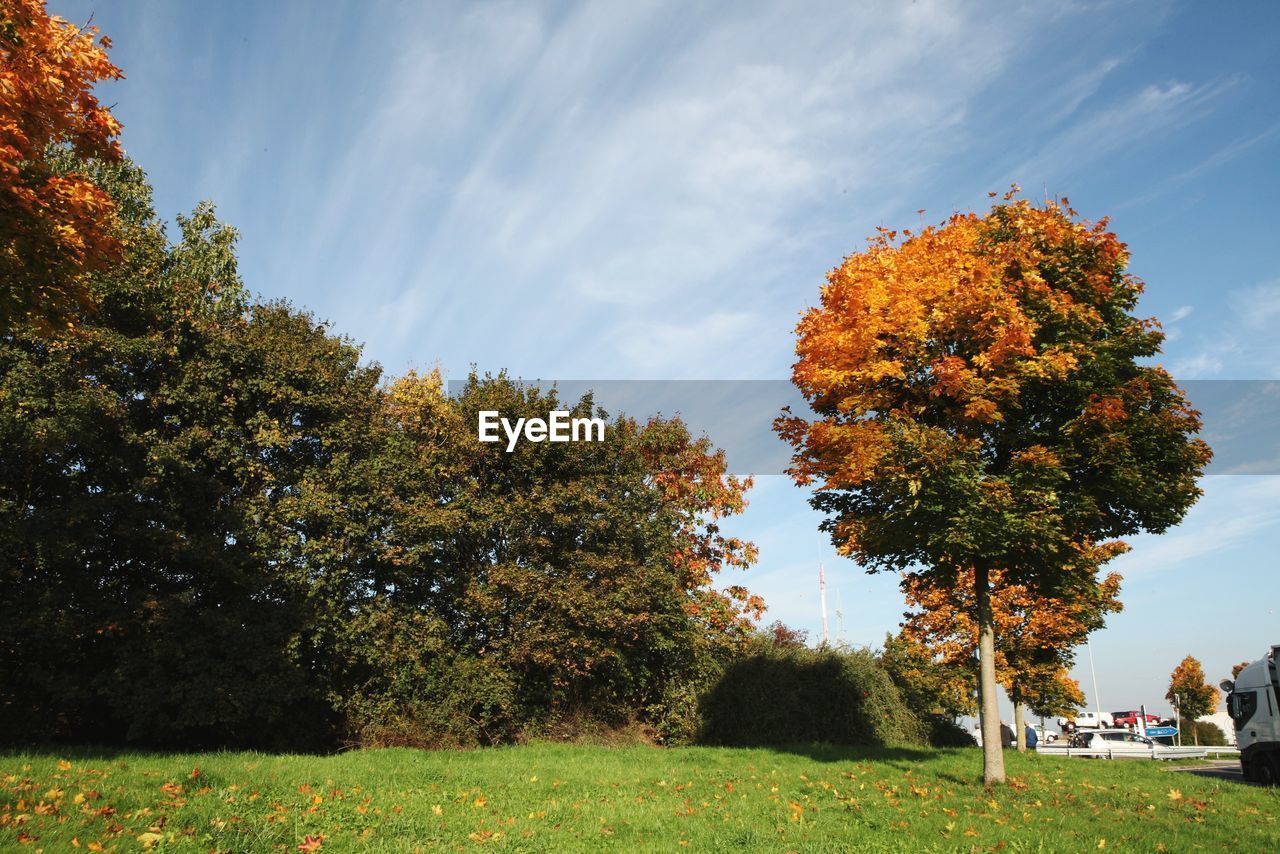 TREES ON FIELD AGAINST SKY