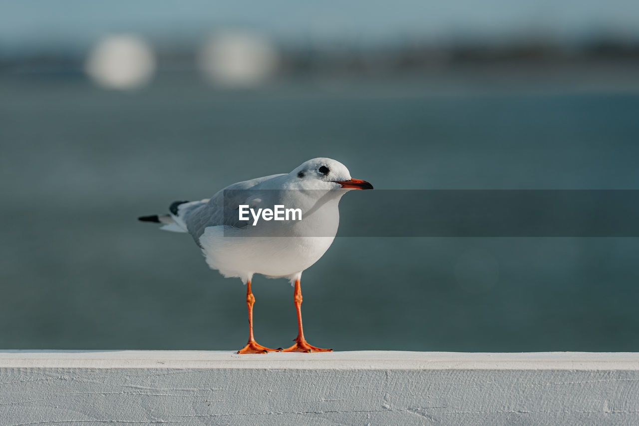 close-up of seagull