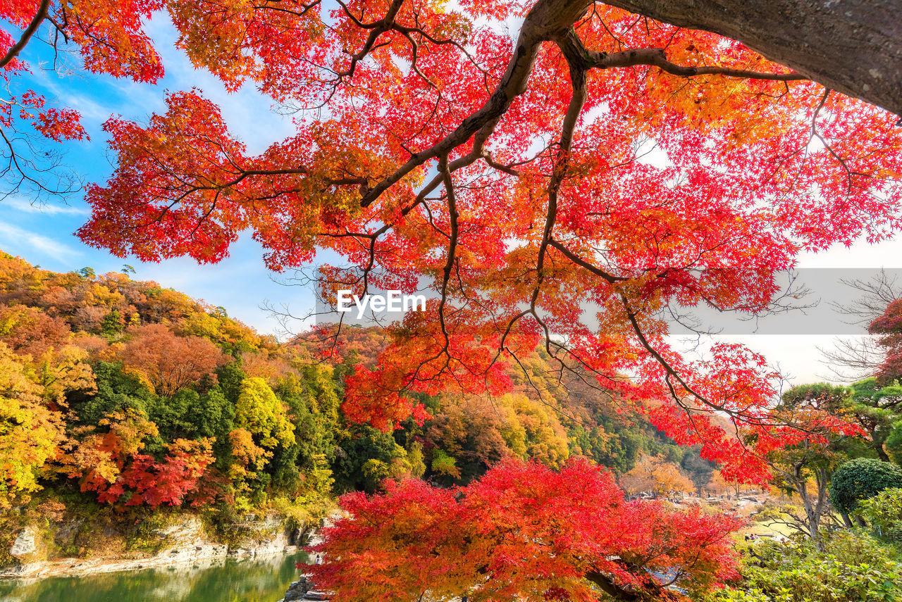 RED MAPLE LEAVES ON TREE