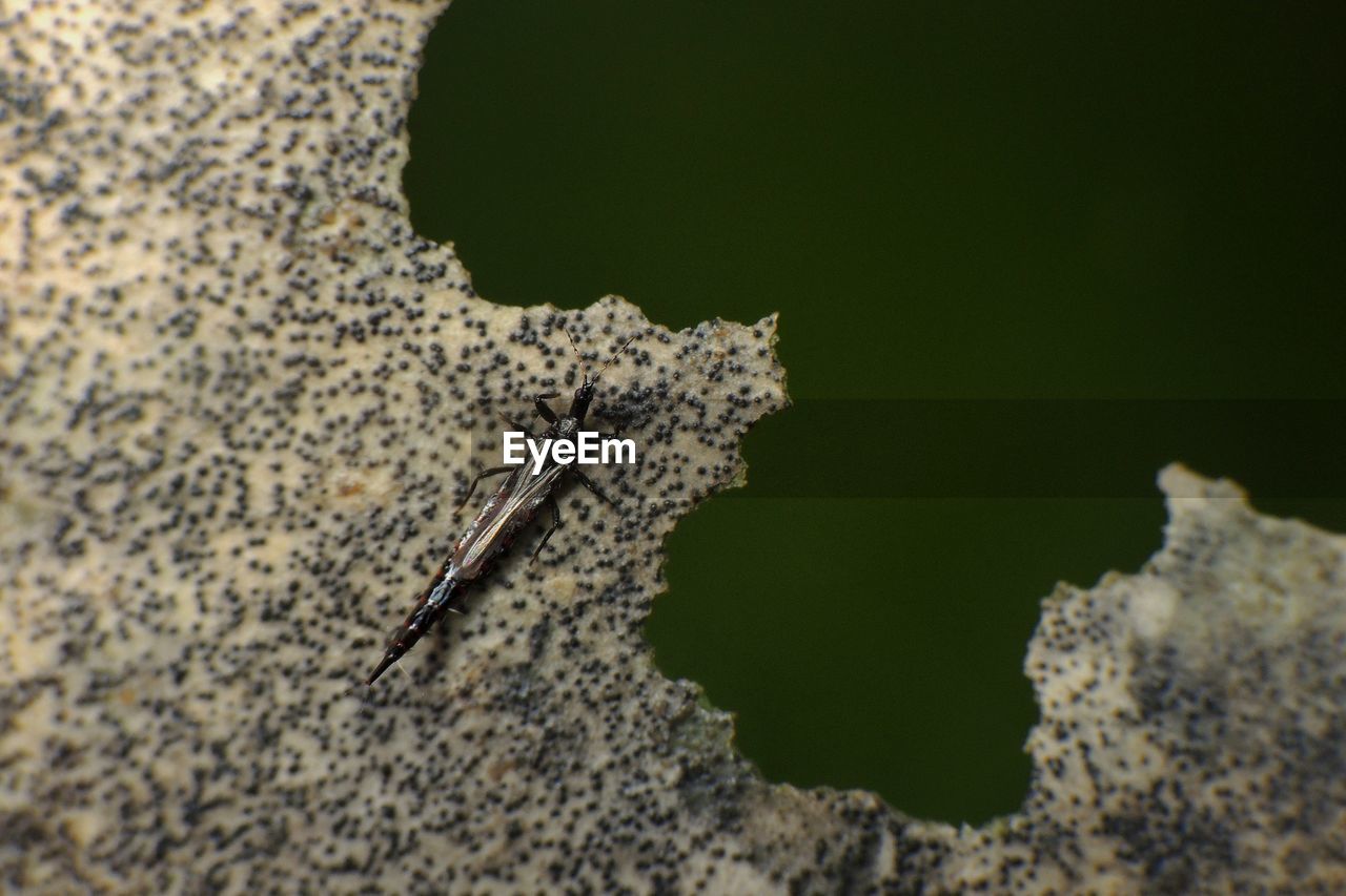 Close-up of insect on rock