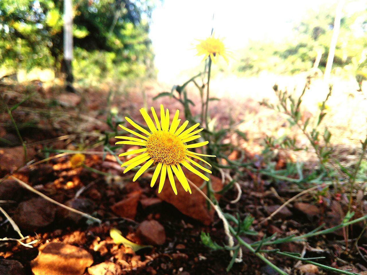 CLOSE-UP OF YELLOW FLOWERS BLOOMING IN FIELD