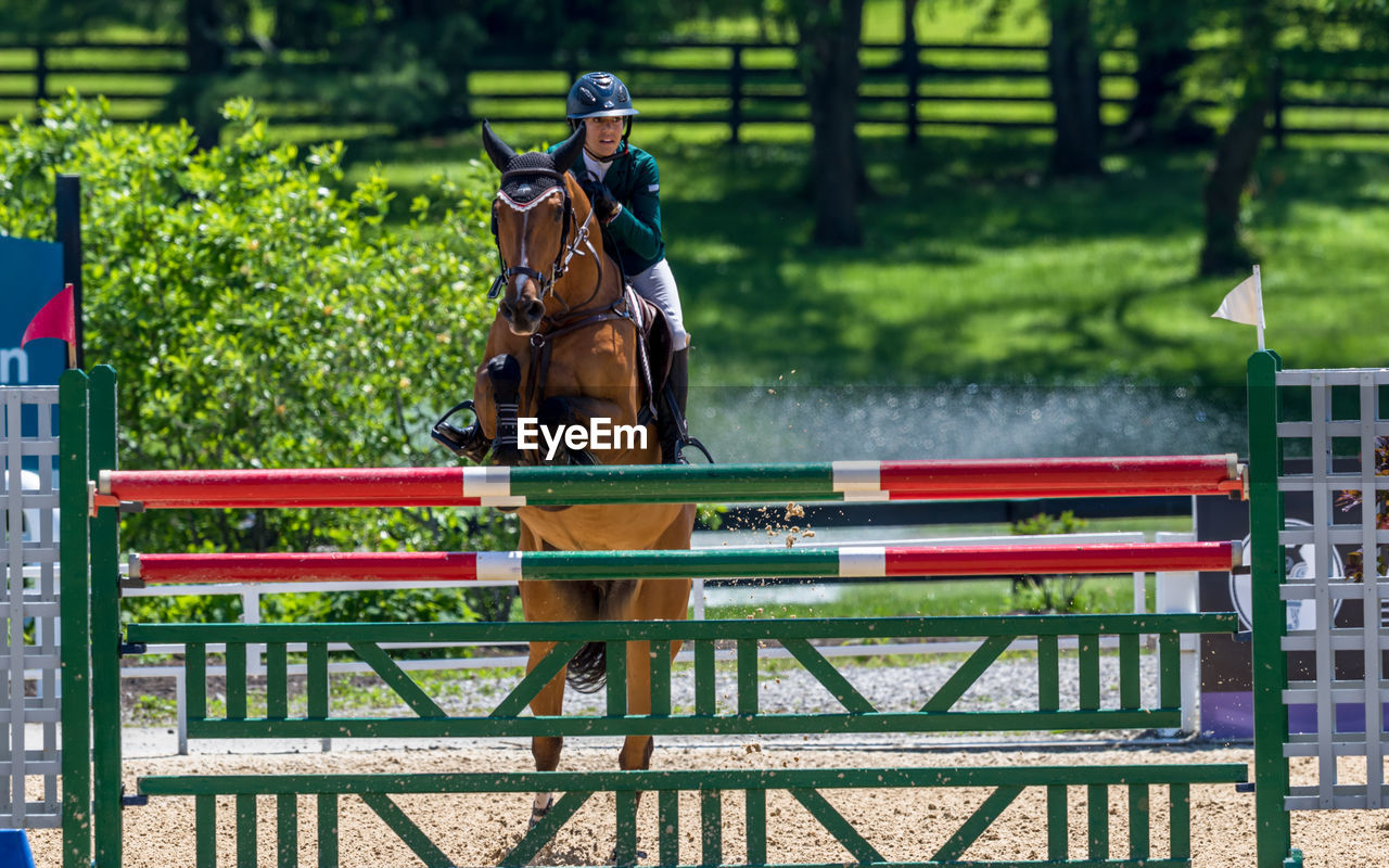 horse, horseback riding, show jumping, animal wildlife, equestrian sport, mammal, domestic animals, animal, livestock, animal themes, jumping, recreation, sports, pet, activity, animal sports, riding, one animal, nature, day, person, working animal, plant, tree, outdoors, competition, herbivorous, jockey