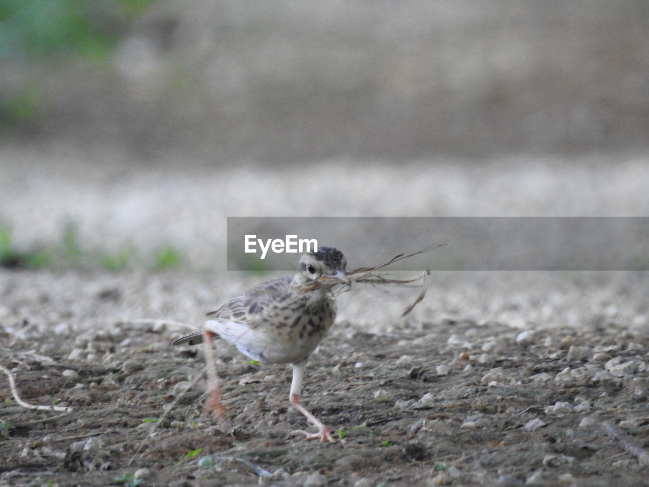 animal themes, animal, animal wildlife, bird, wildlife, one animal, nature, no people, selective focus, lark, full length, side view, sandpiper, day, outdoors, land, focus on foreground