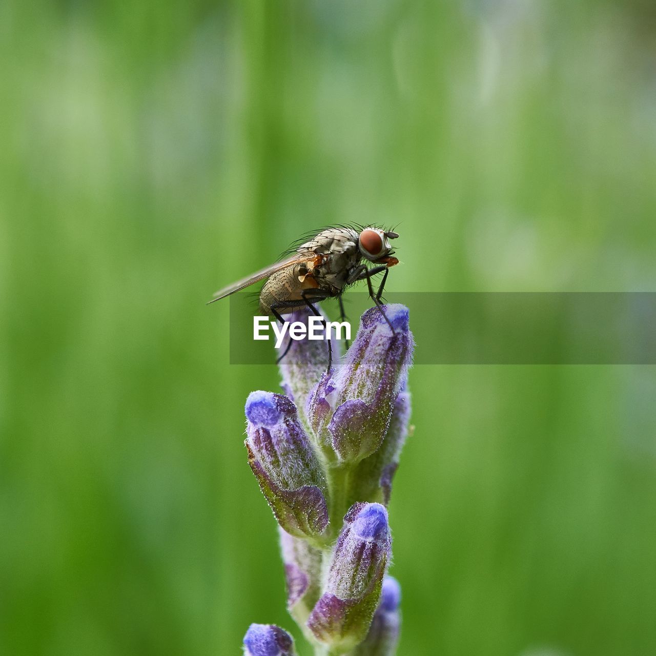 CLOSE-UP OF INSECT ON PURPLE FLOWER