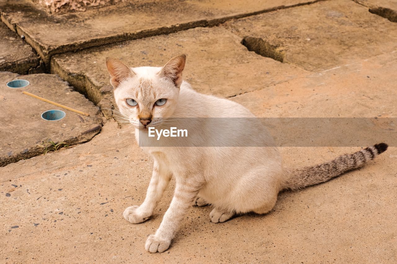 High angle portrait of cat sitting outdoors