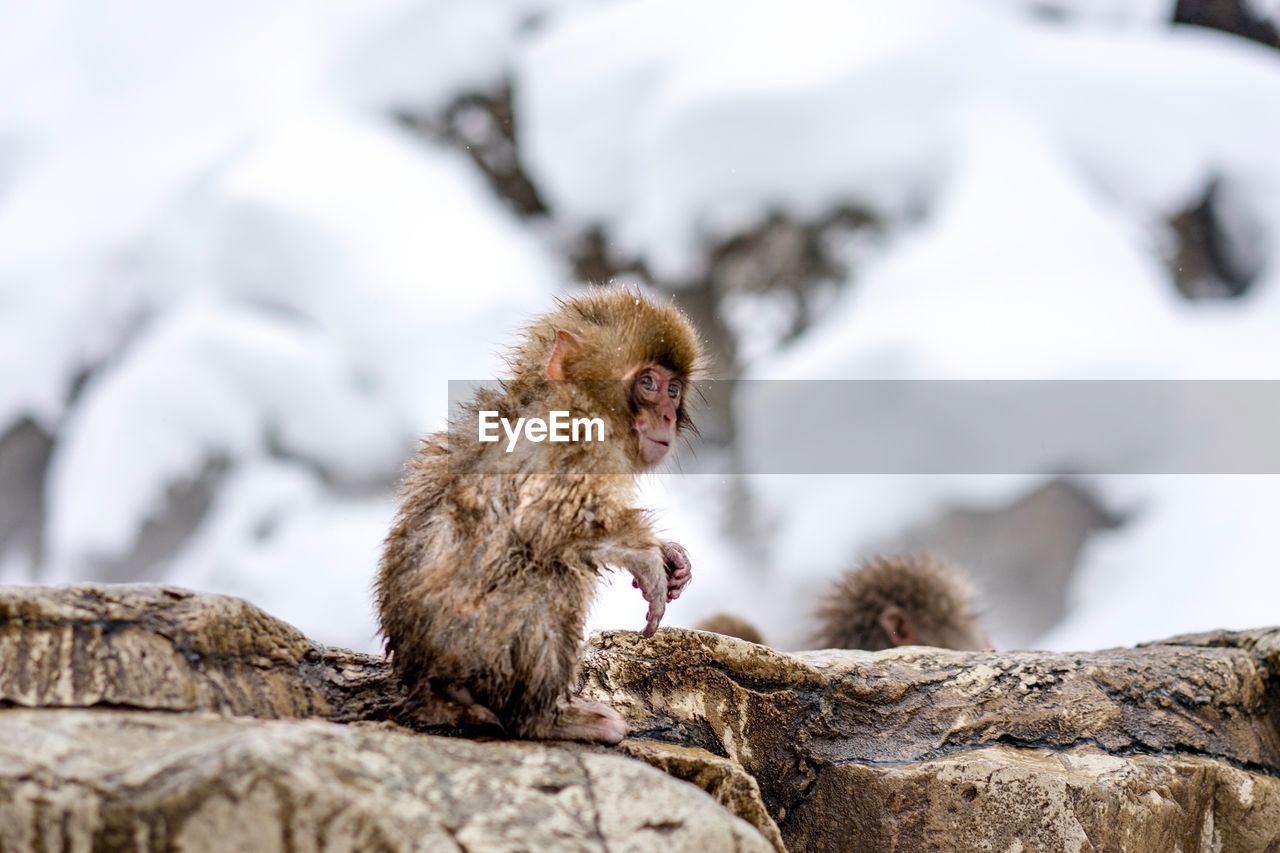 Close-up of baby japanese macaque