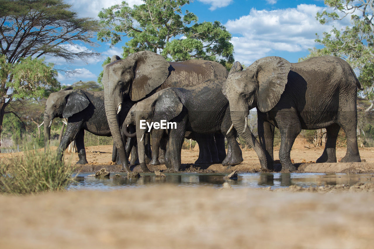 elephants standing on field