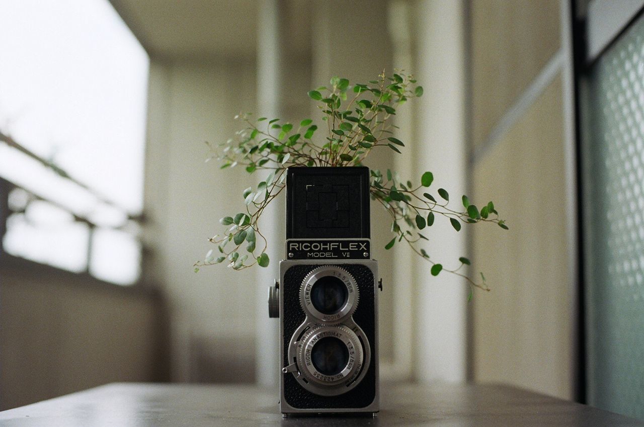 Potted plant on vintage camera at home