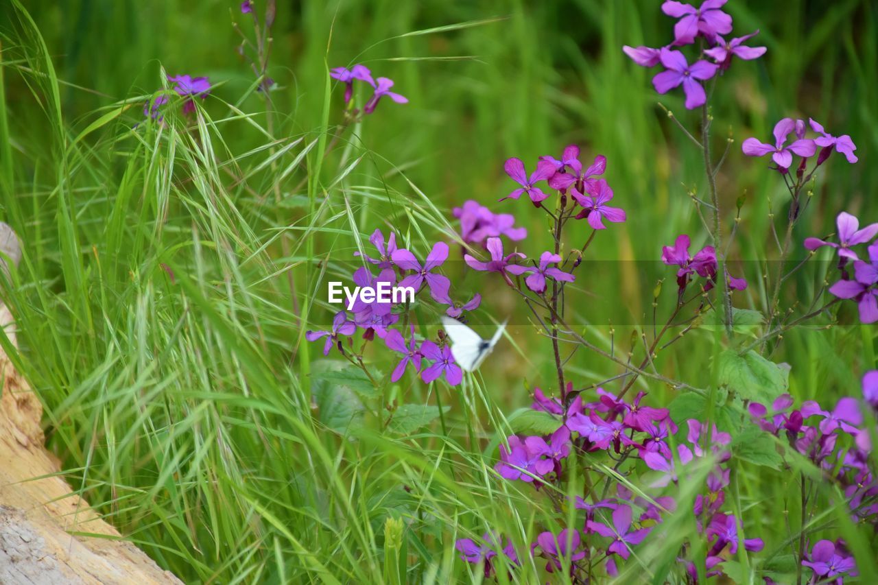 CLOSE-UP OF PURPLE FLOWERING PLANTS ON LAND