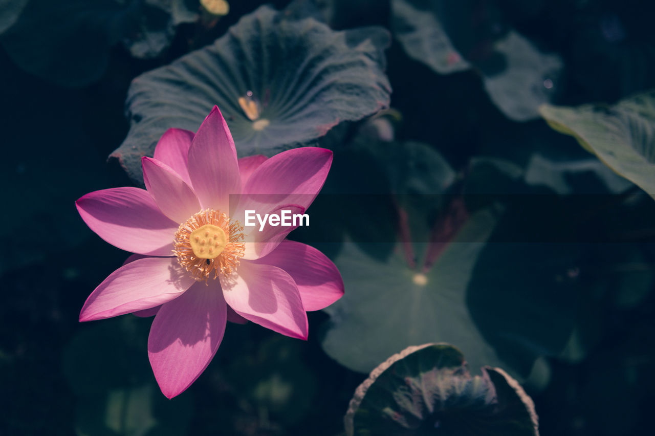 flower, flowering plant, plant, beauty in nature, freshness, macro photography, nature, petal, pink, flower head, close-up, fragility, inflorescence, growth, pollen, no people, blossom, outdoors, leaf, focus on foreground, water, purple, plant part, water lily, aquatic plant, magenta