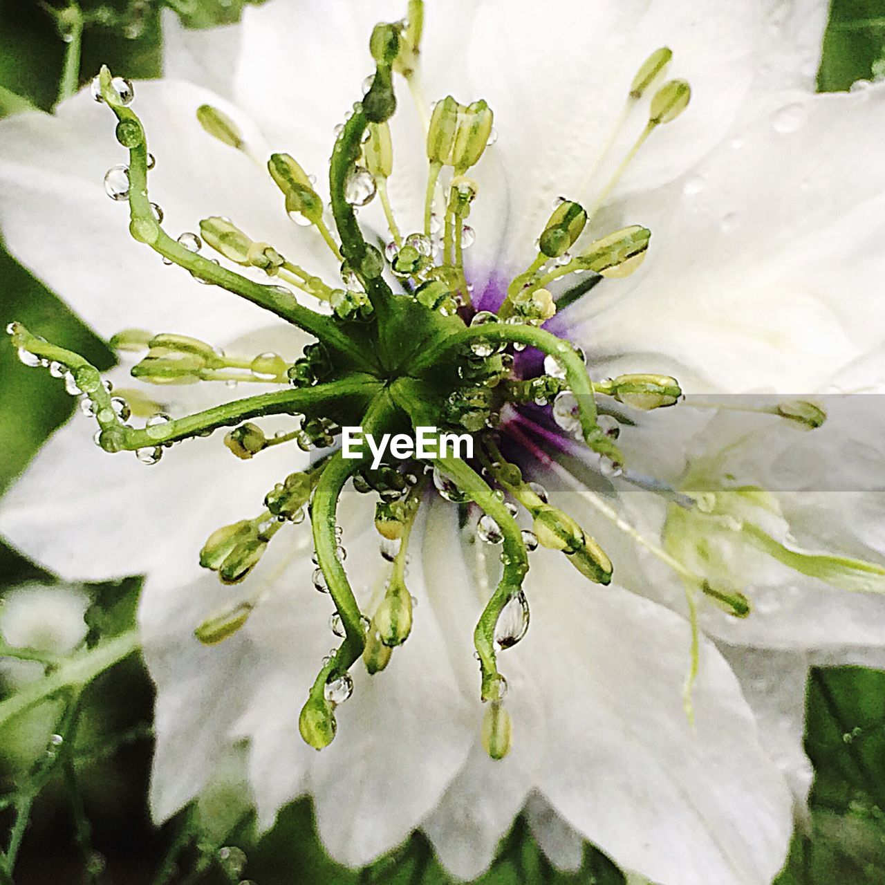 CLOSE-UP OF WHITE FLOWERS BLOOMING OUTDOORS