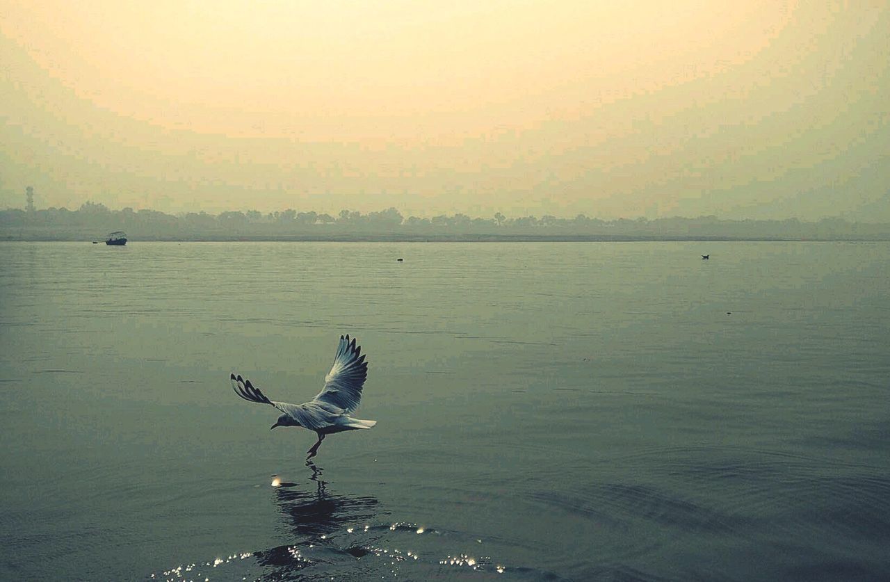 BIRD ON LAKE AGAINST SKY