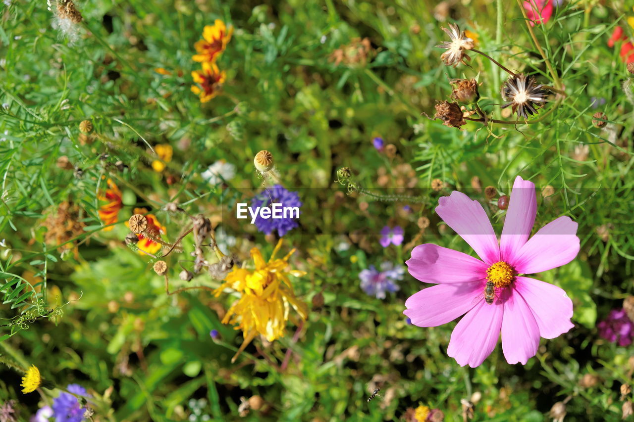 Close-up of purple flowers