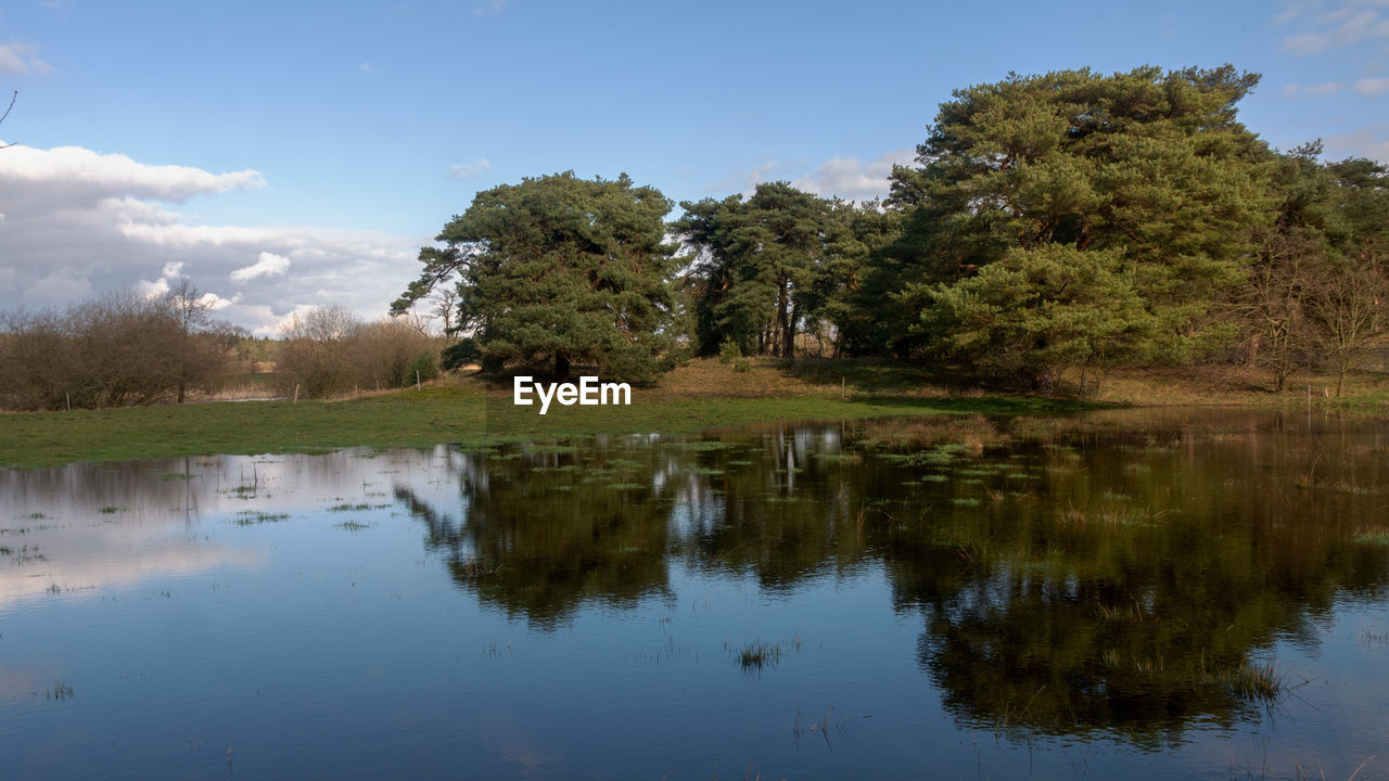 TREES BY LAKE AGAINST SKY