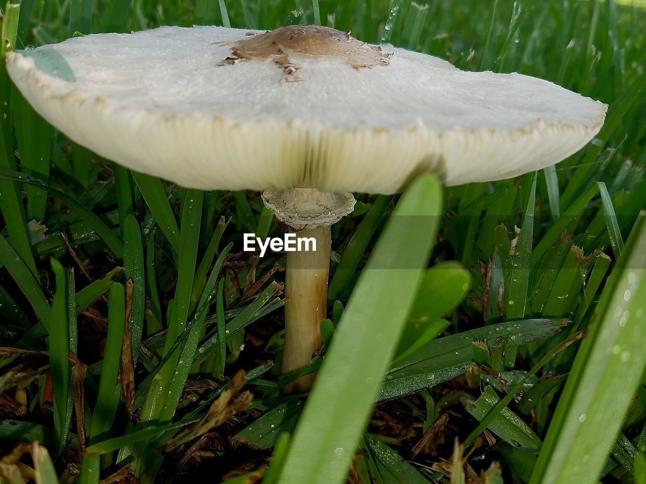 CLOSE-UP OF MUSHROOMS GROWING ON TREE TRUNK