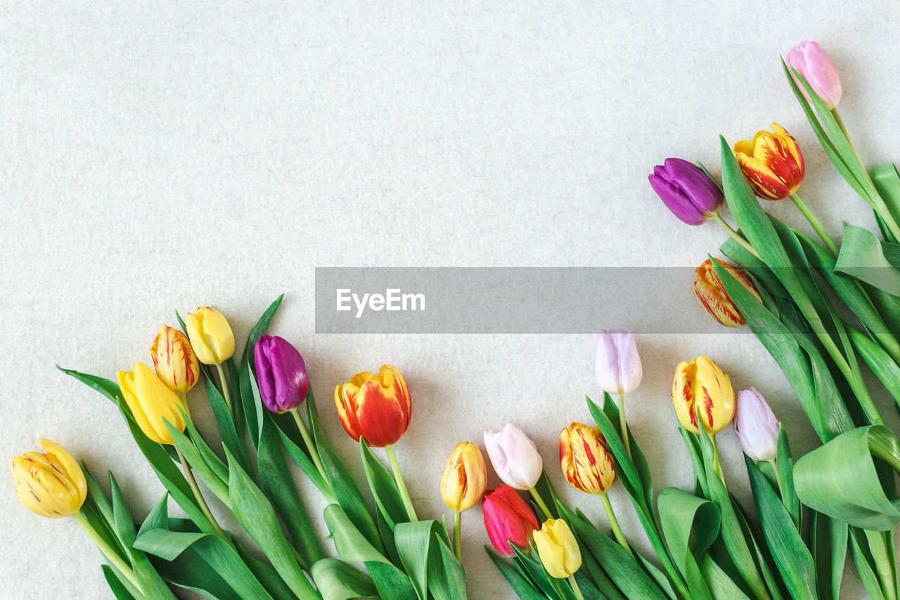 Colorful spring mockup of bright tulips on a neutral background.