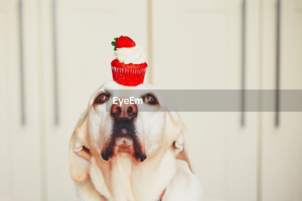 Close-up portrait of labrador retriever with red cupcake on head at home