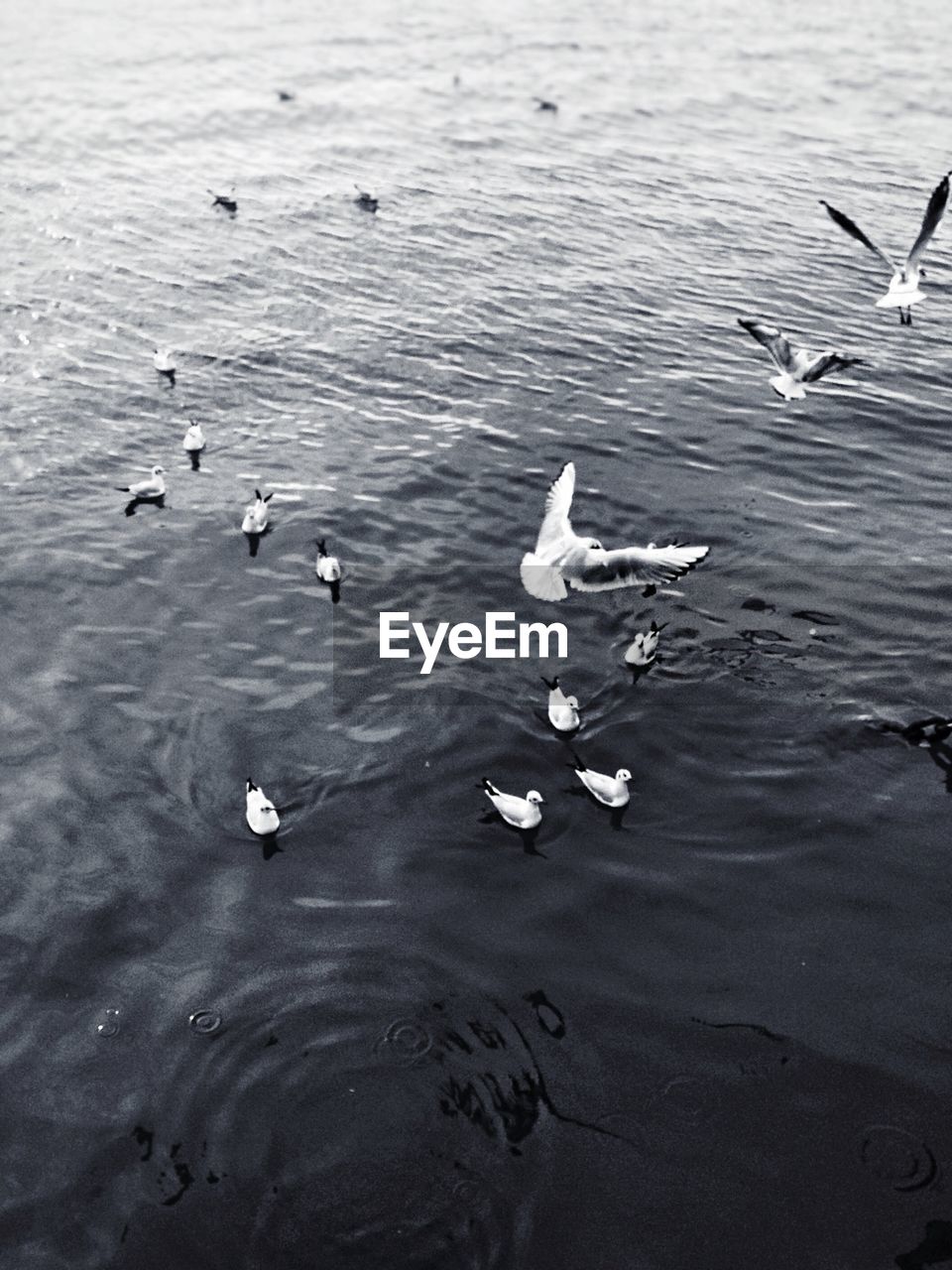 High angle view of birds flying over ducks swimming in lake