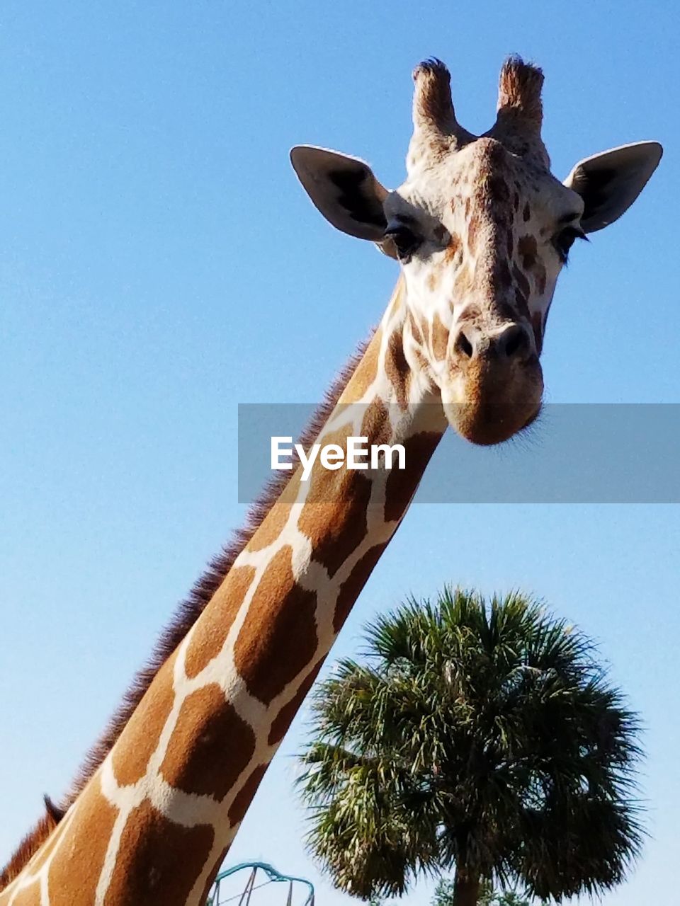 LOW ANGLE VIEW OF GIRAFFE AGAINST CLEAR SKY