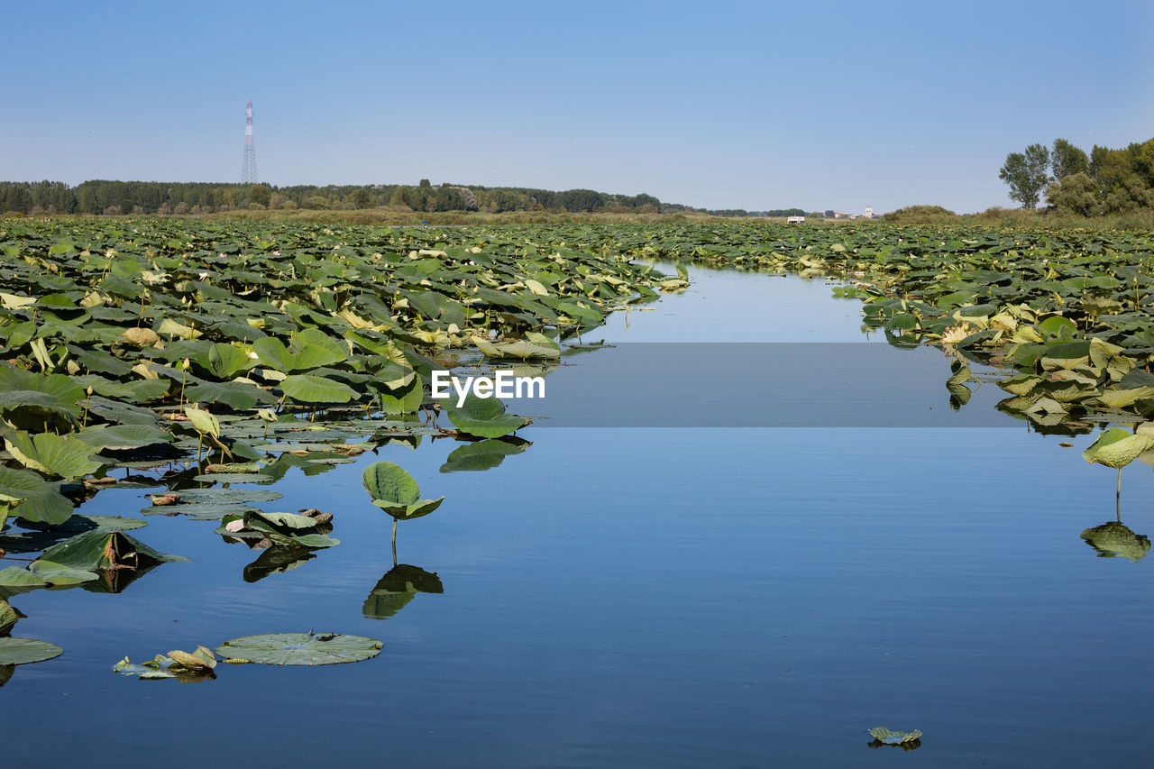 Scenic view of lake against clear blue sky