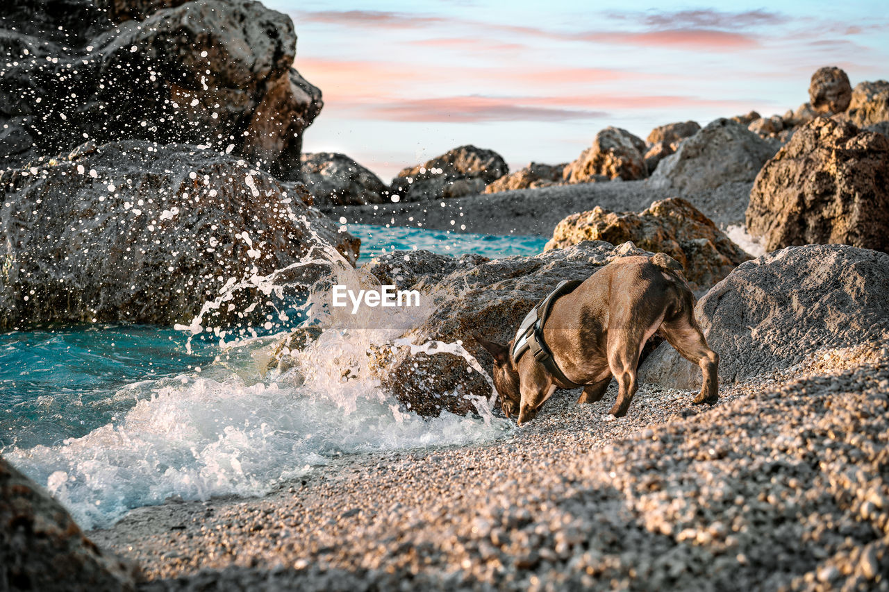 French bulldog dog on the beach