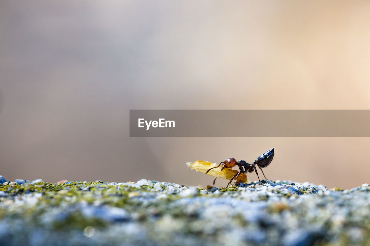 Close-up of ant carrying food on rock