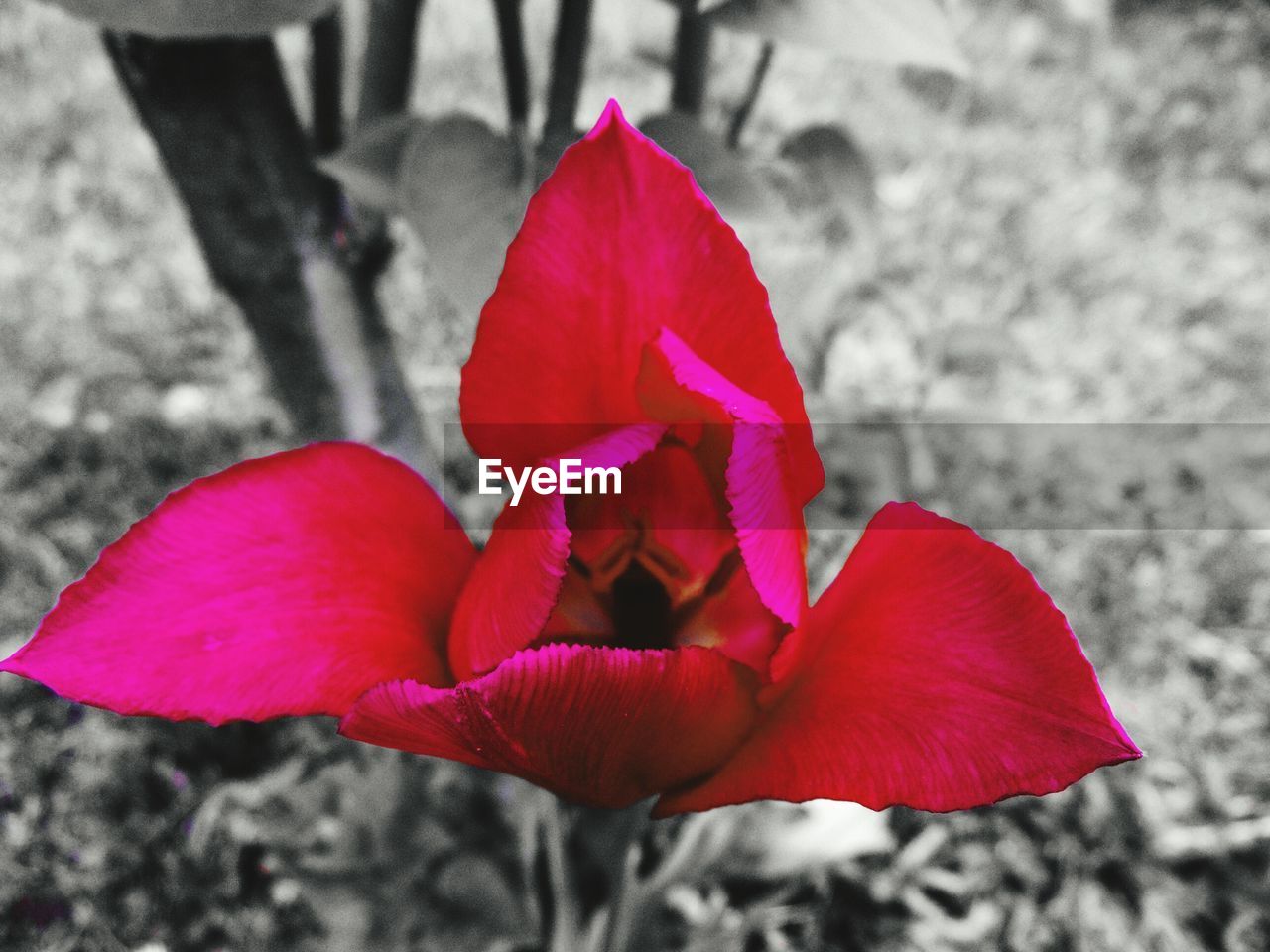 CLOSE-UP OF RED HIBISCUS