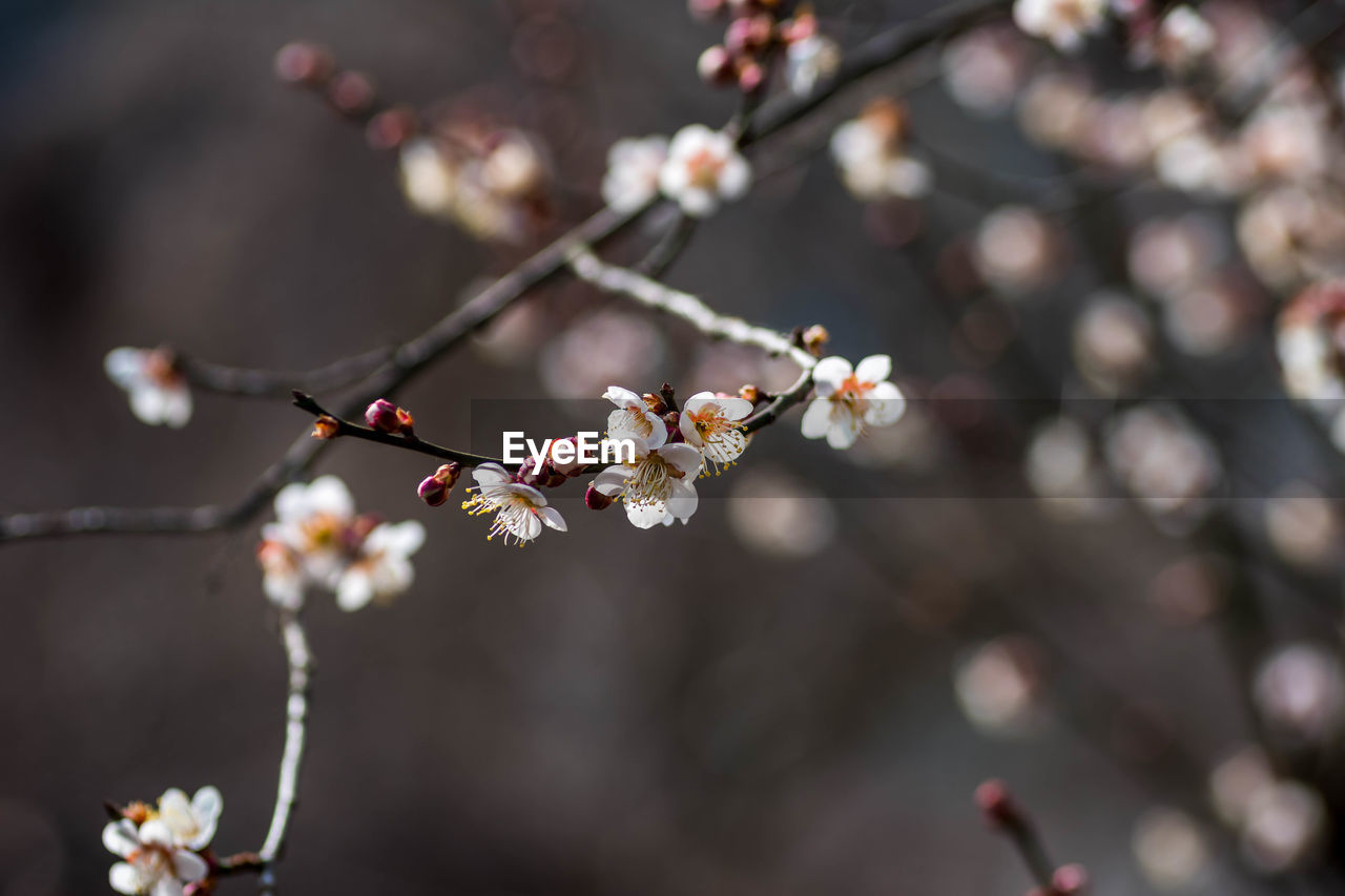 plant, flower, blossom, tree, flowering plant, springtime, freshness, fragility, spring, beauty in nature, branch, nature, macro photography, growth, close-up, cherry blossom, produce, focus on foreground, food and drink, fruit, no people, food, twig, outdoors, day, selective focus, cherry tree, leaf, plum blossom, flower head, petal, inflorescence, white, botany, pink, cherry, fruit tree, tranquility