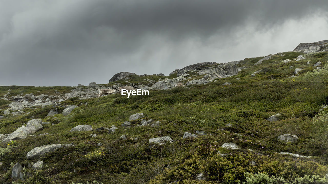 SCENIC VIEW OF LAND AGAINST SKY