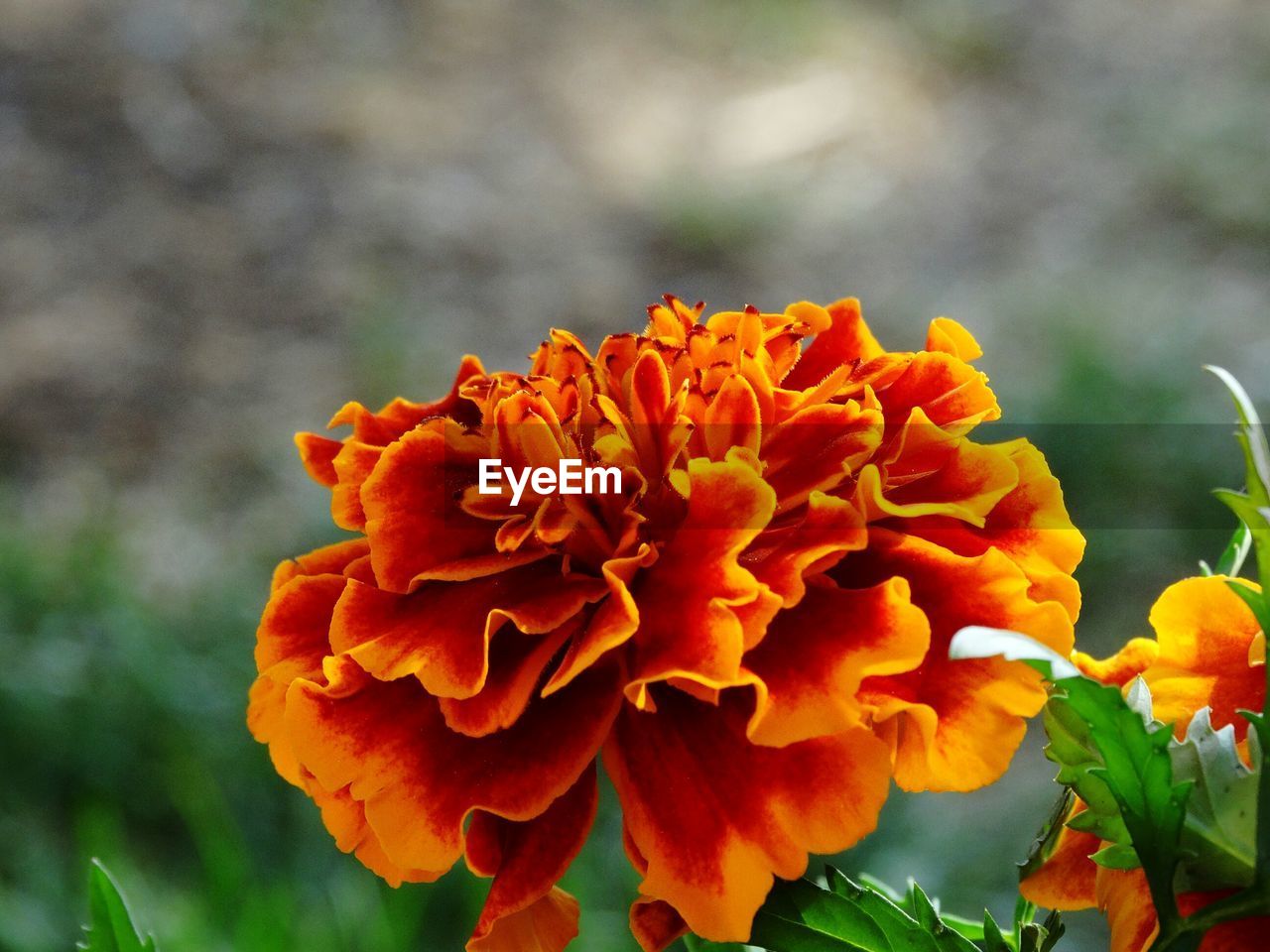 Close-up of yellow flower