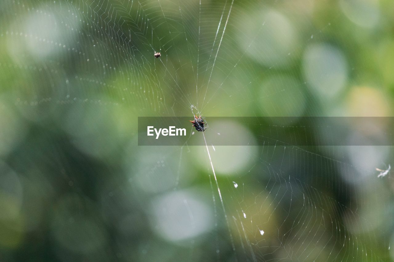 Orbweaver spider on web with bokeh