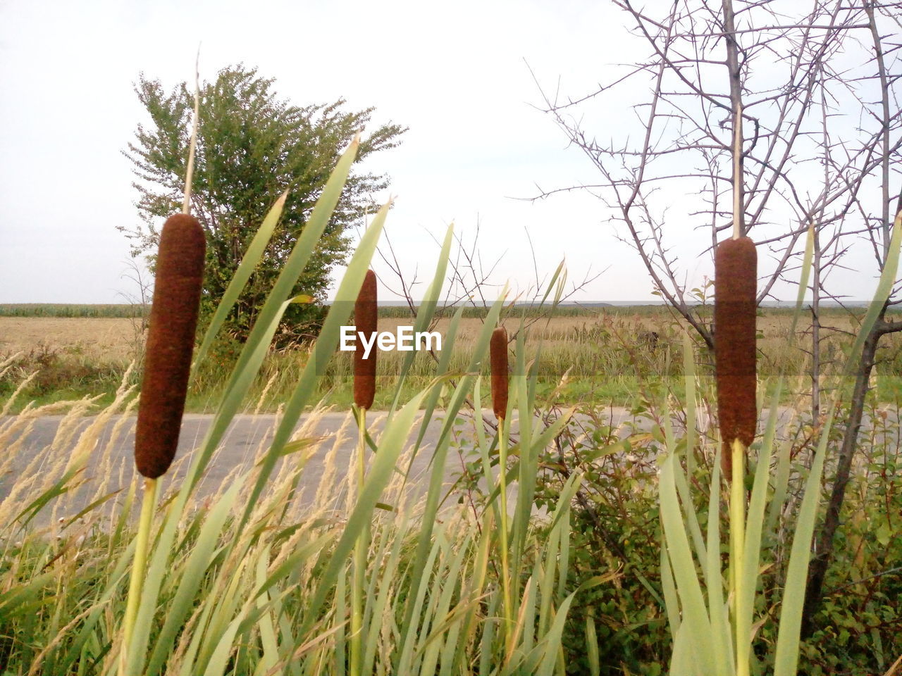 CLOSE-UP OF PLANTS ON FIELD