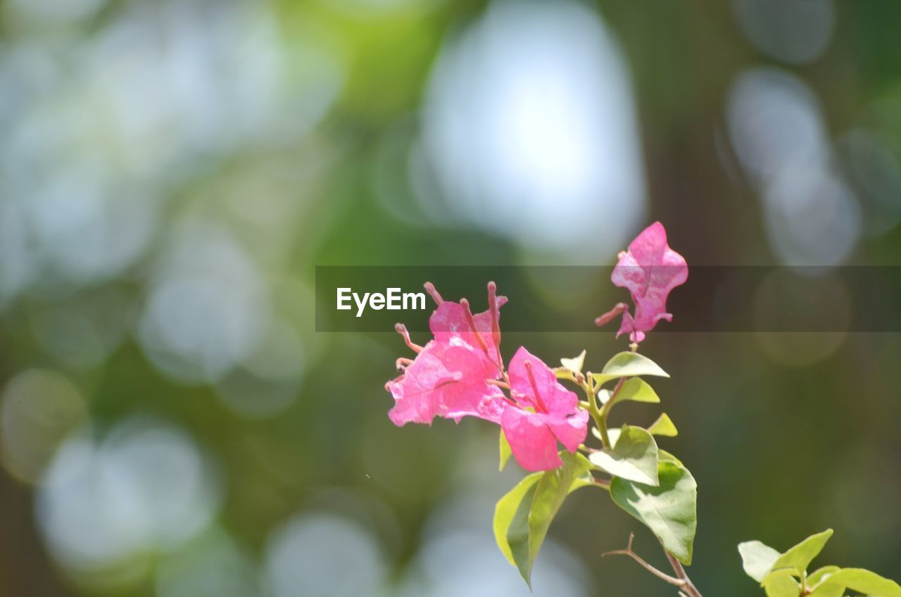 CLOSE-UP OF PINK FLOWER PLANT