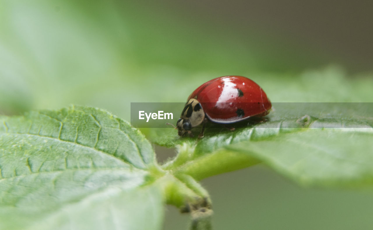 CLOSE-UP OF LADYBUG ON PLANT