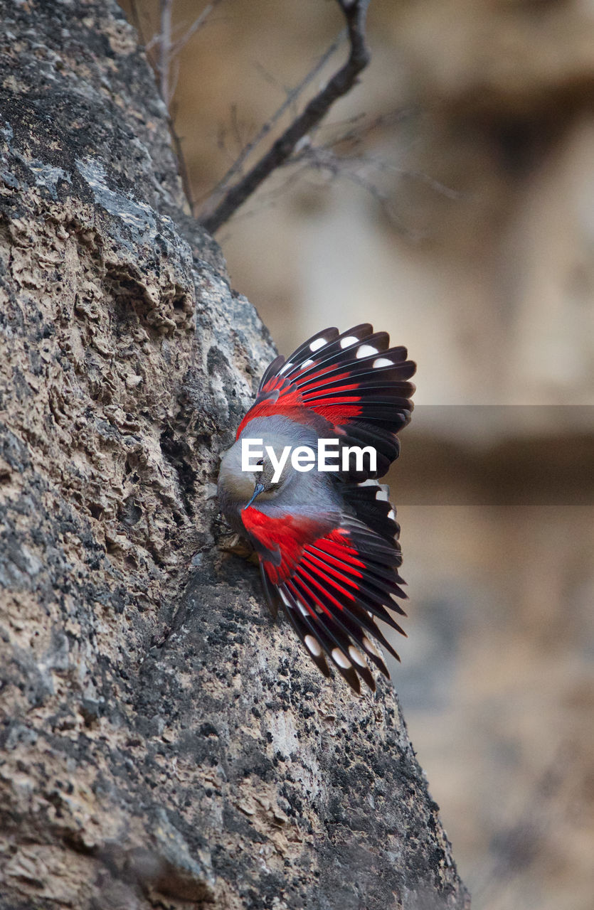 Close-up of bird perching on rock