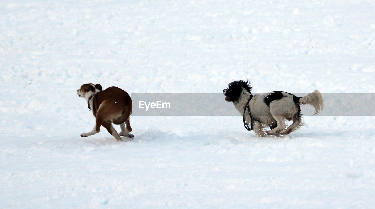 DOGS RUNNING ON SNOW COVERED FIELD