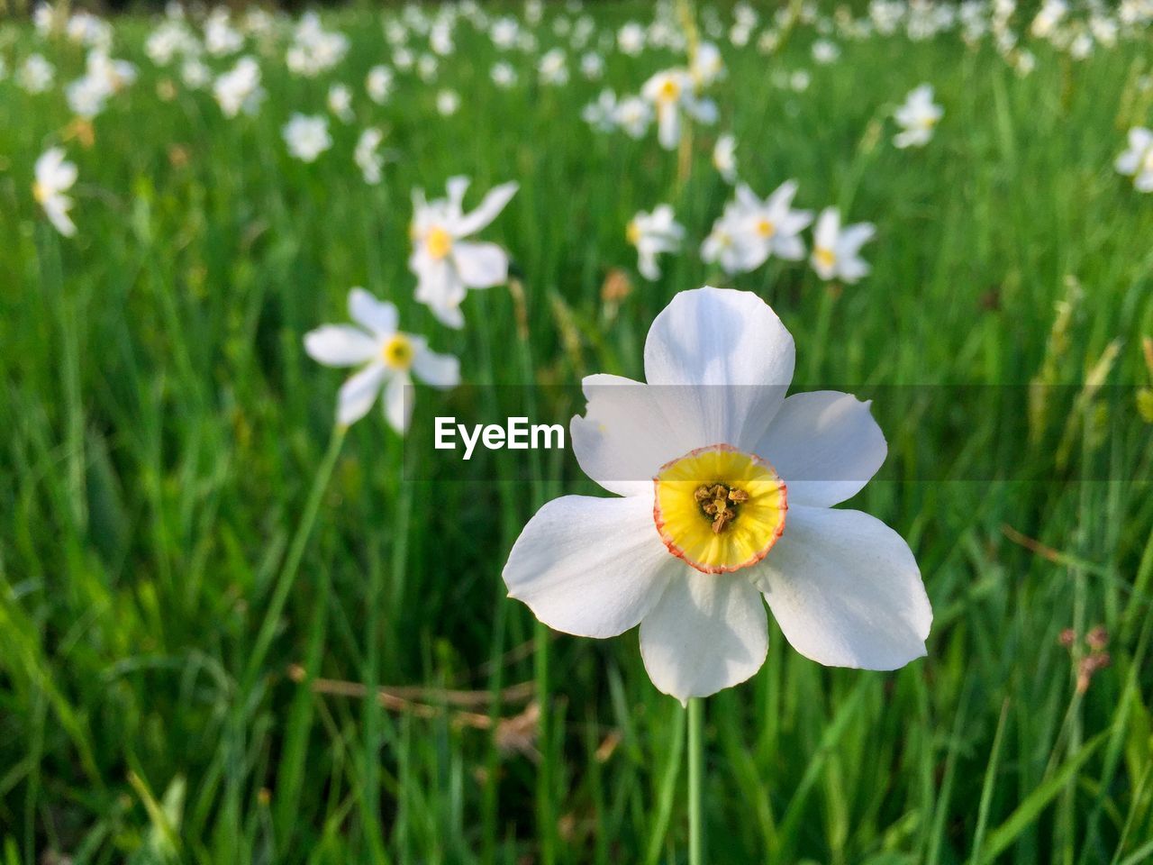 Field of daffodils