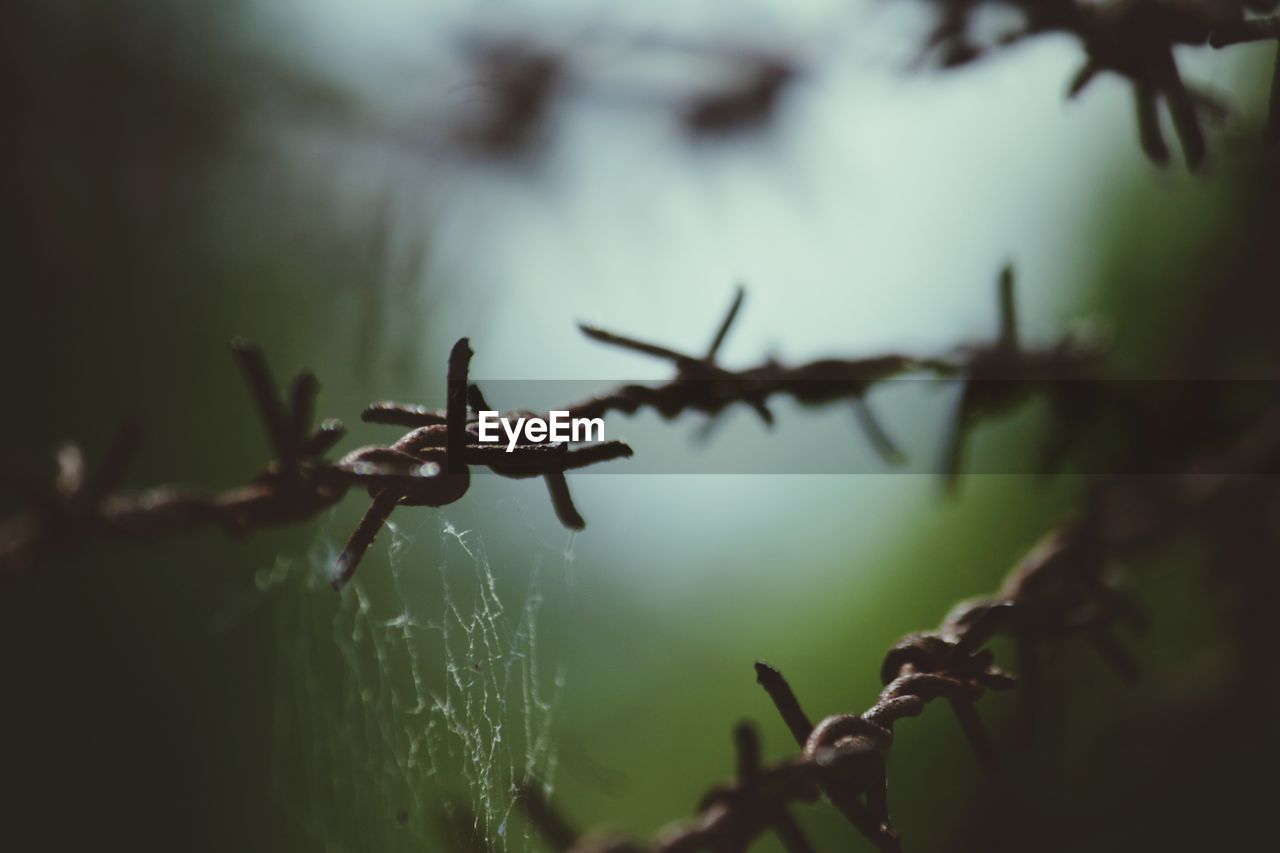 Border made of barbed wire