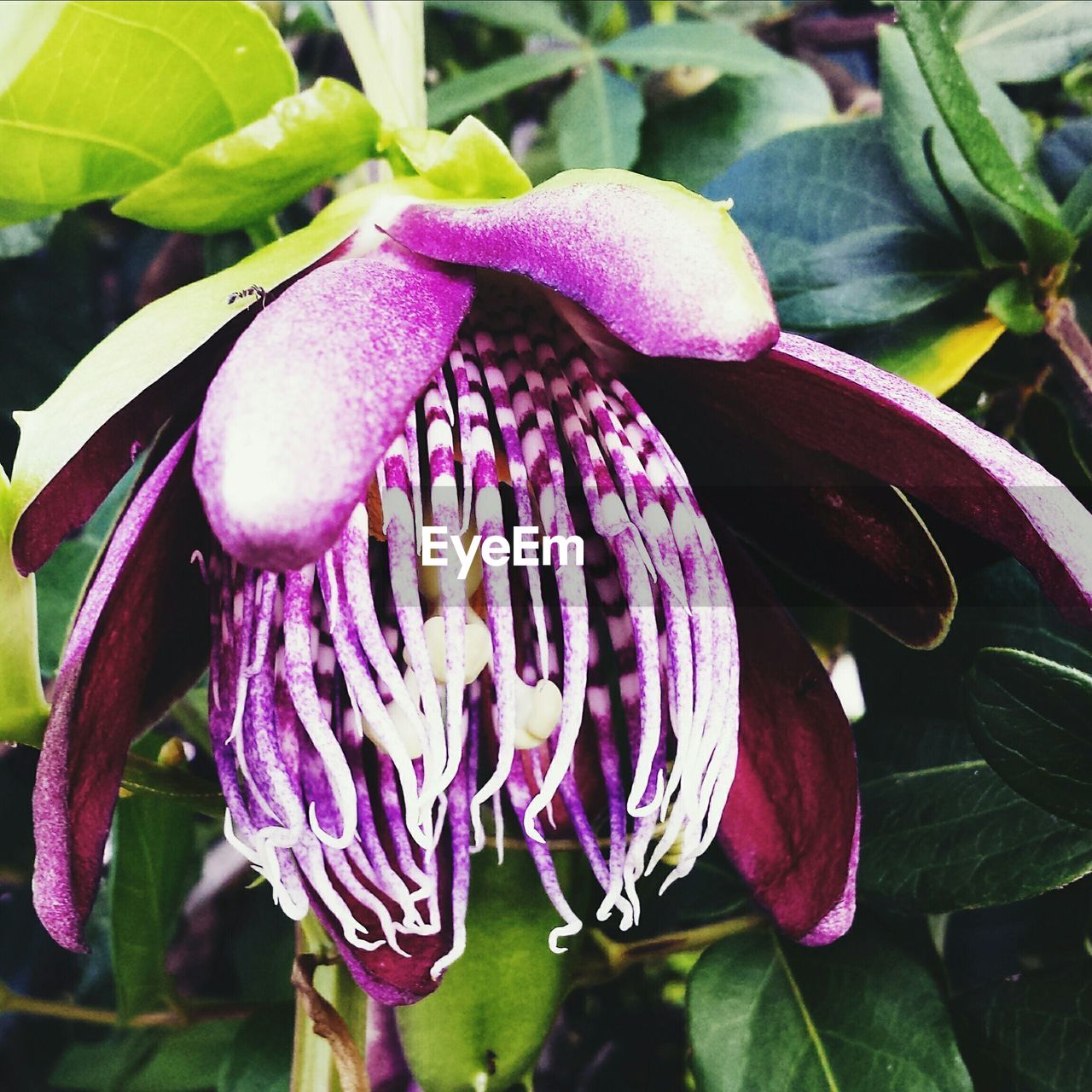 CLOSE-UP OF PURPLE FLOWERS BLOOMING