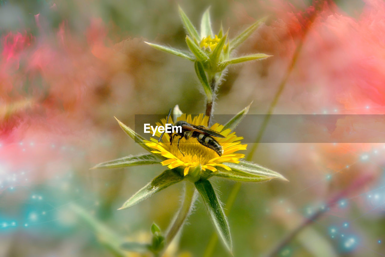 CLOSE-UP OF HONEY BEE ON FLOWER