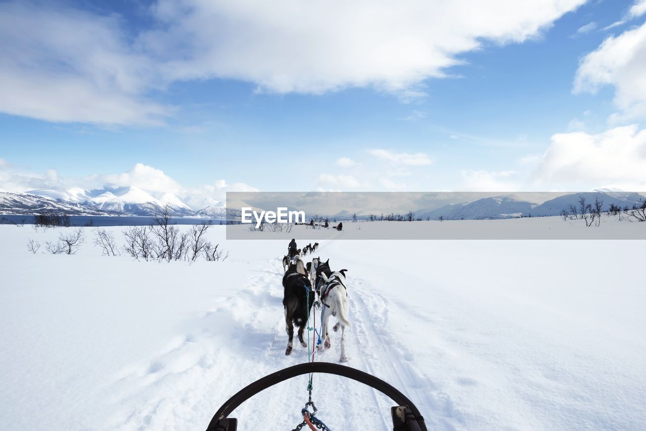 Dogs running on snow covered field against cloudy sky