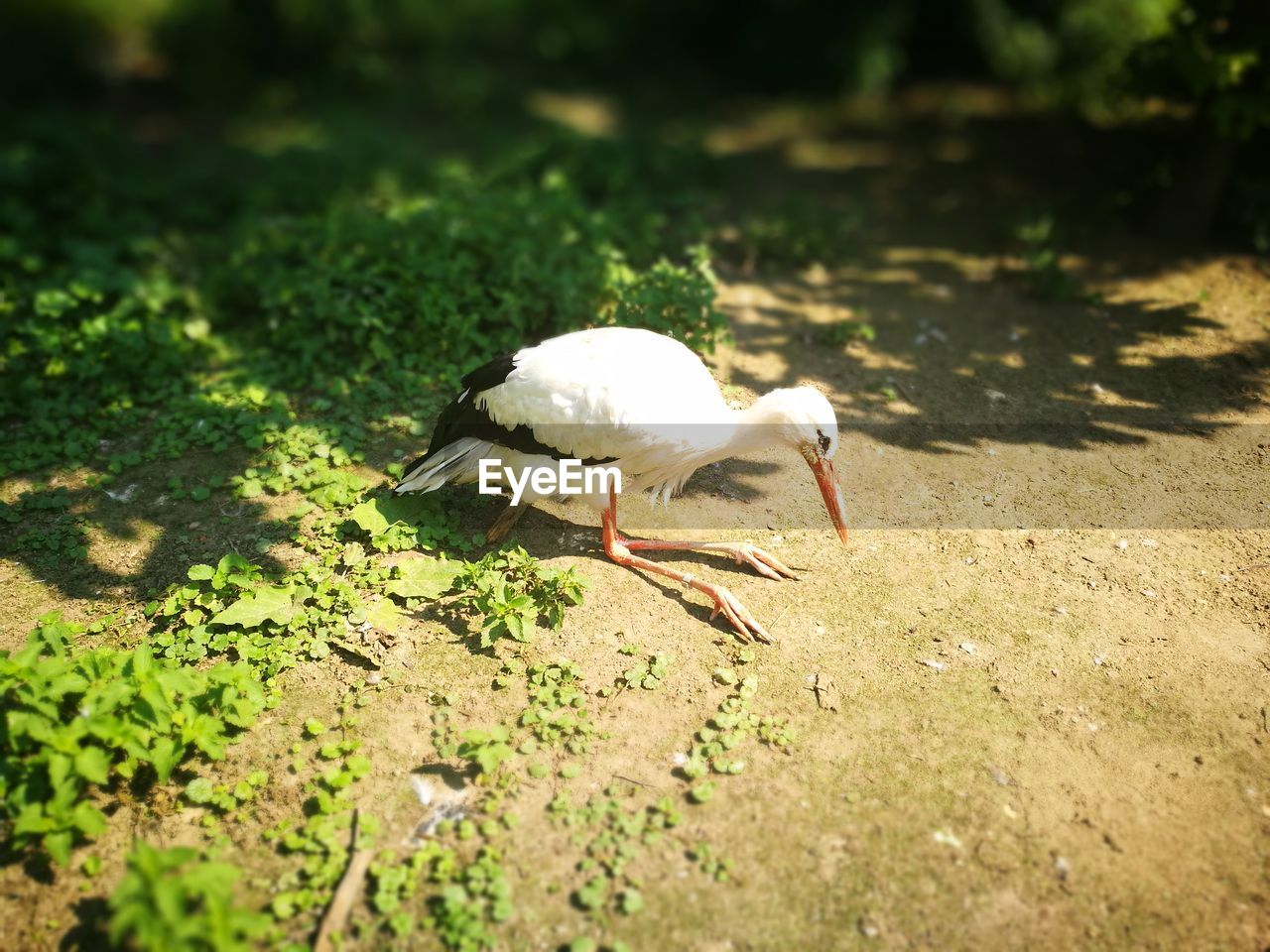 CLOSE-UP VIEW OF BIRD