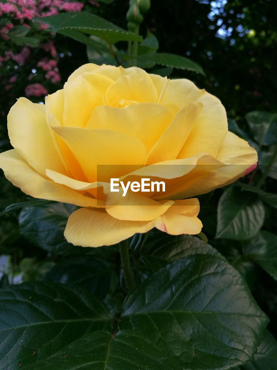 CLOSE-UP OF YELLOW FLOWER