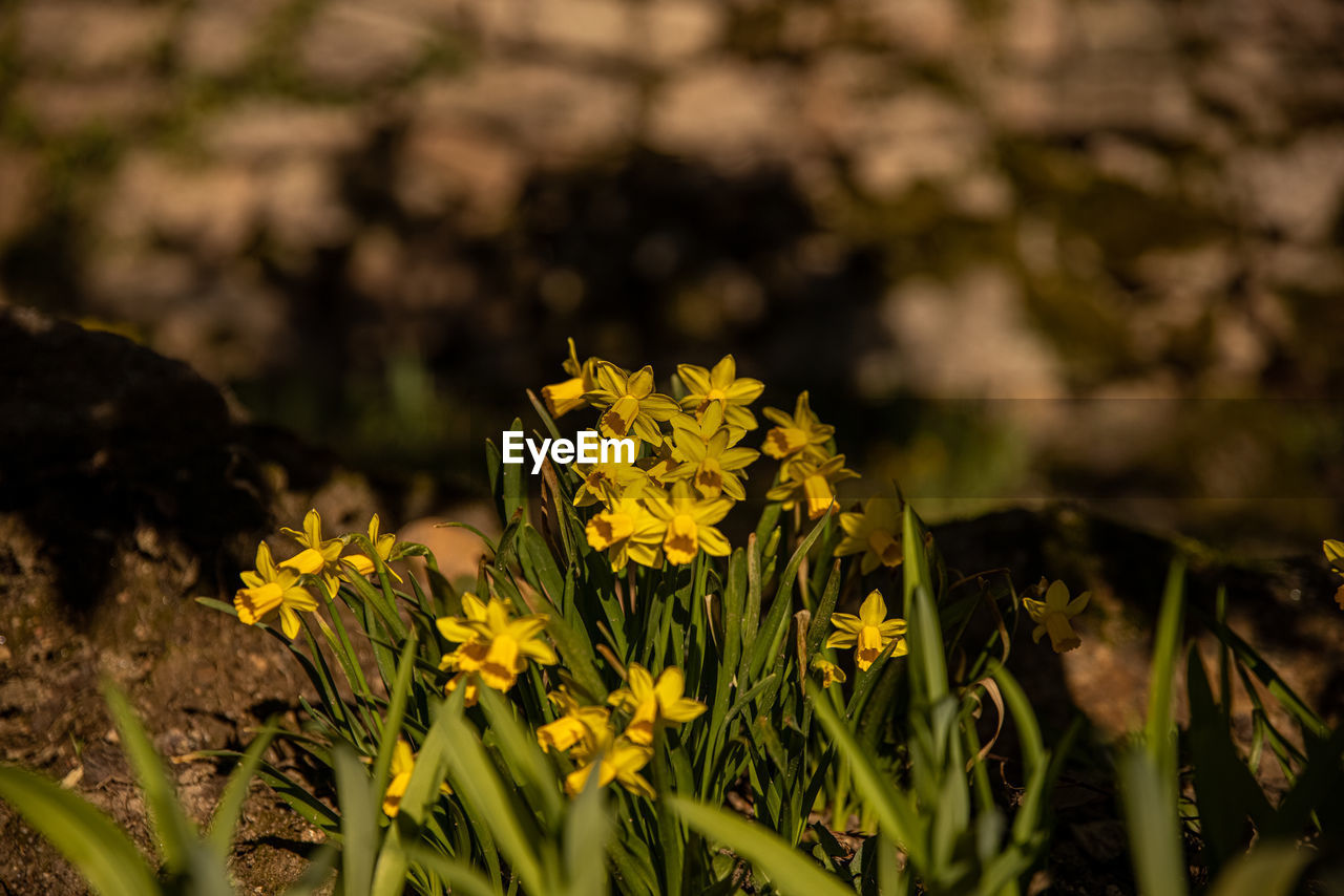 Close-up of yellow flowering plant on field